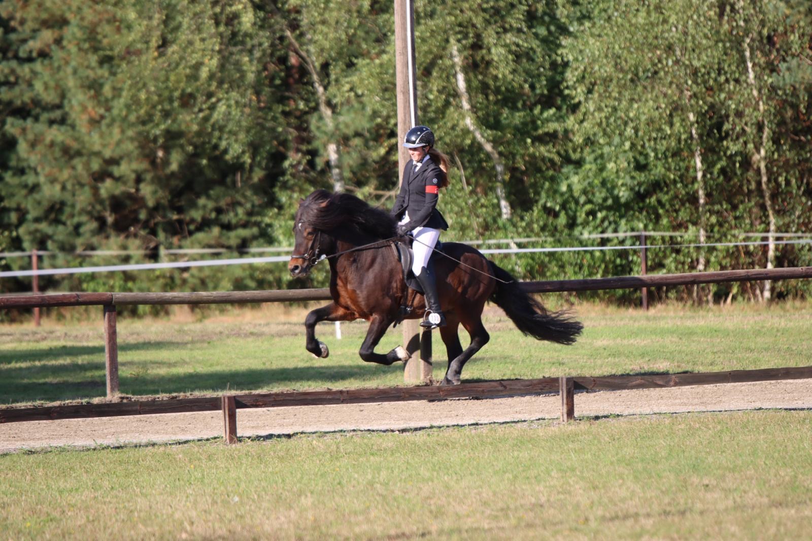Stjörnufákur ⭐️ FIRST PRICE STALLION with 9.0 for pace ⭐️ Preis auf Anfrage sinaguenther-islandpferde