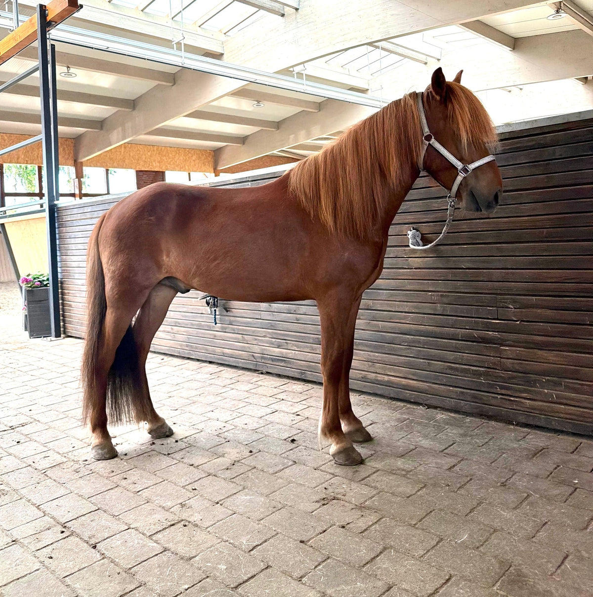 Stormur - XXL Gelding with TOP Potential sinaguenther-islandpferde
