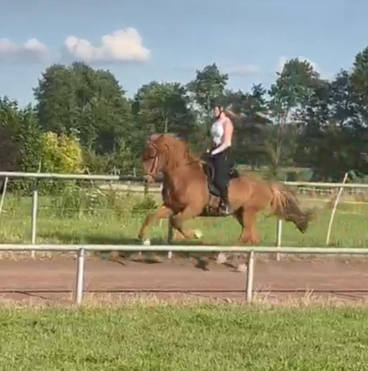Stormur - XXL Gelding with TOP Potential sinaguenther-islandpferde