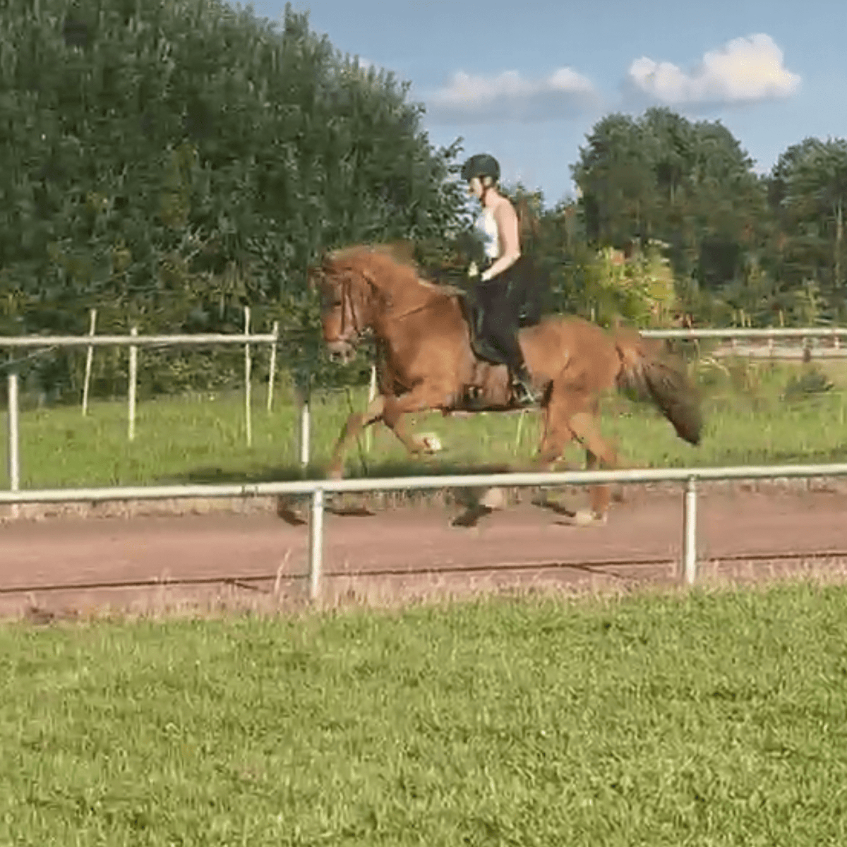 Stormur - XXL Gelding with TOP Potential sinaguenther-islandpferde