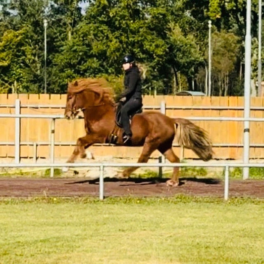 Stormur - XXL Gelding with TOP Potential sinaguenther-islandpferde