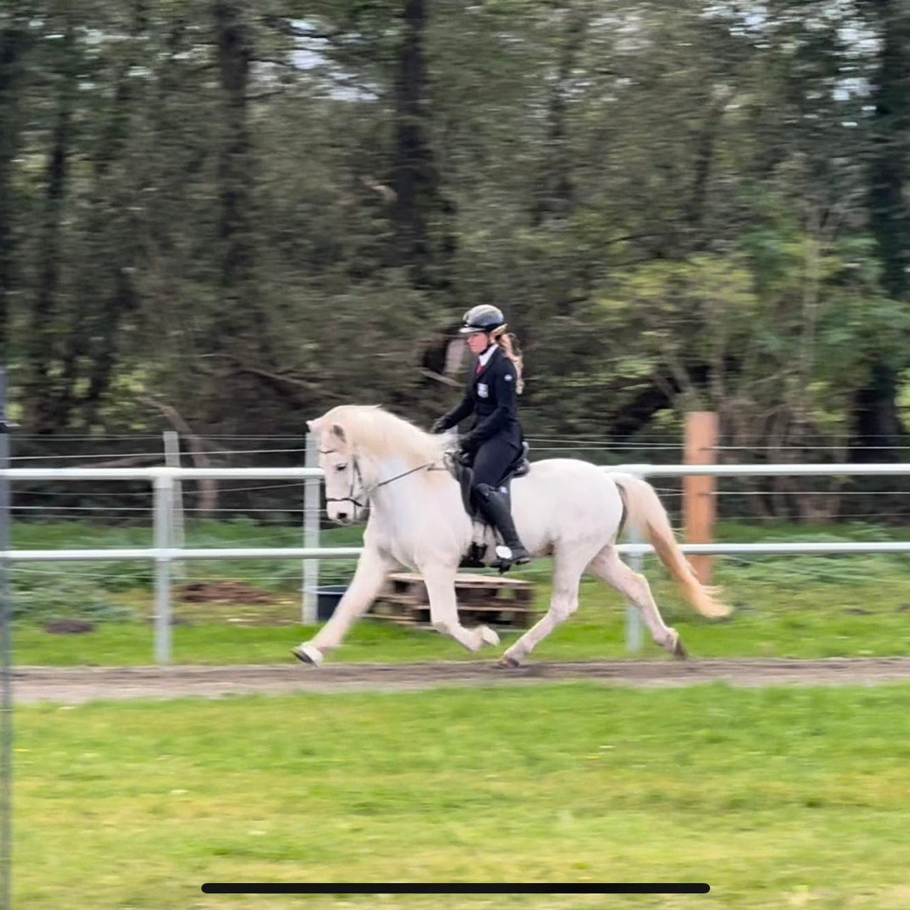 Strend Preis auf Anfrage sinaguenther-islandpferde