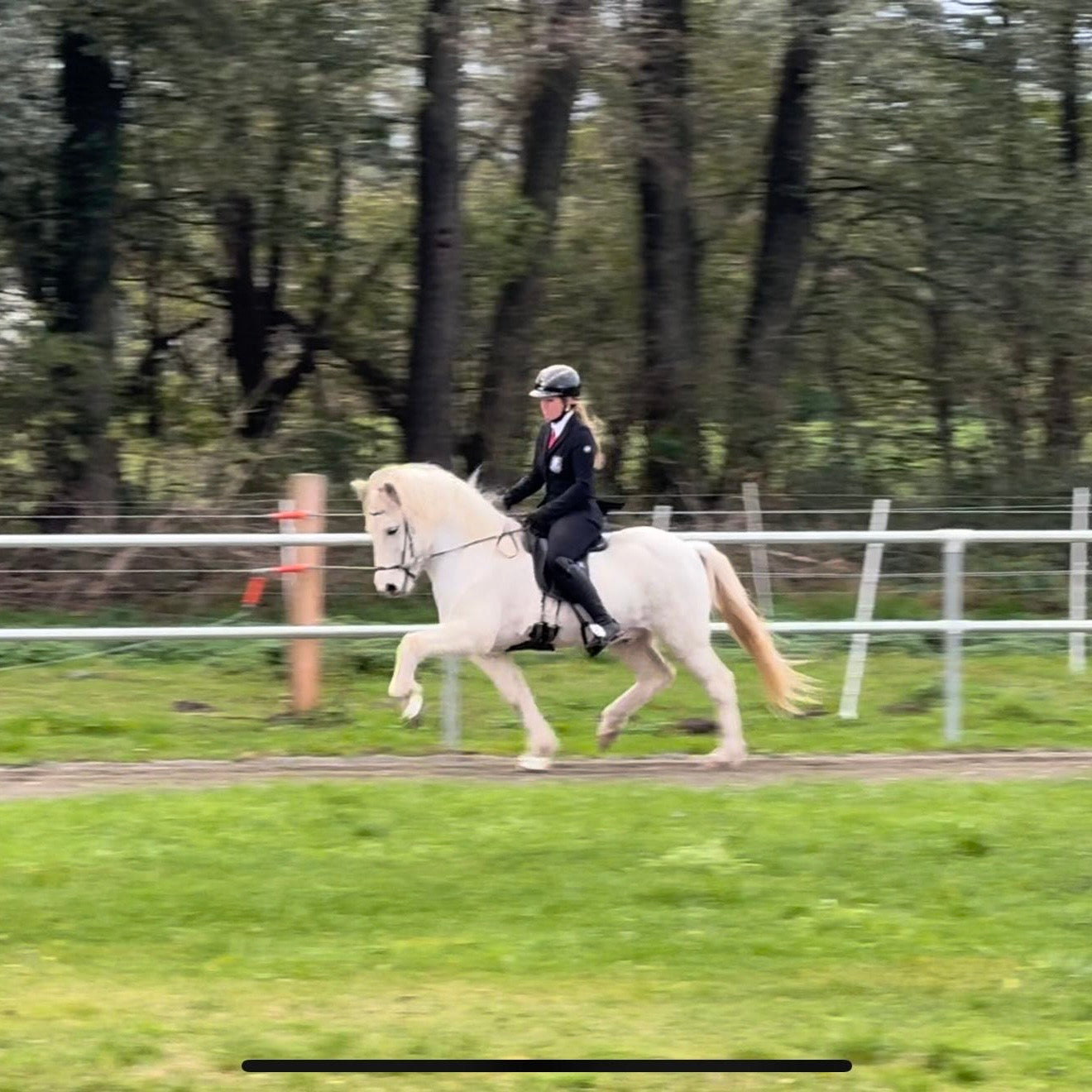 Strend Preis auf Anfrage sinaguenther-islandpferde