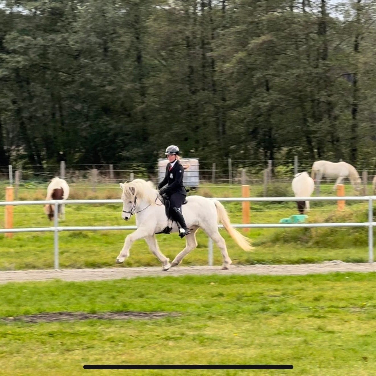 Strend Preis auf Anfrage sinaguenther-islandpferde