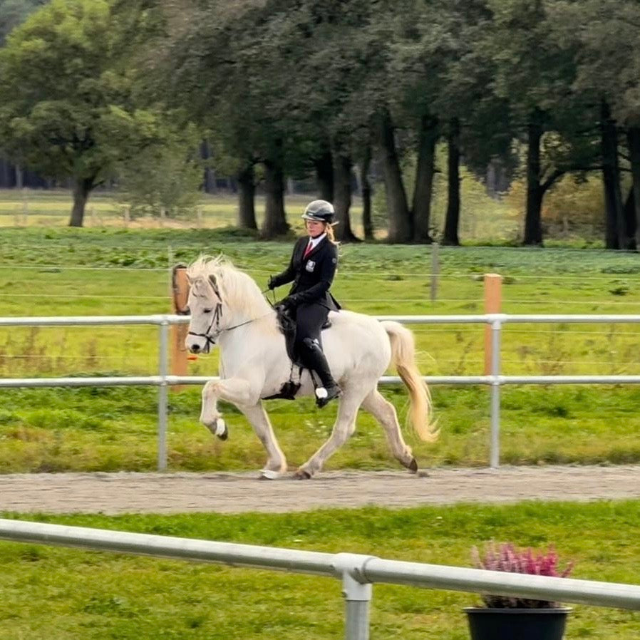 Strend Preis auf Anfrage sinaguenther-islandpferde