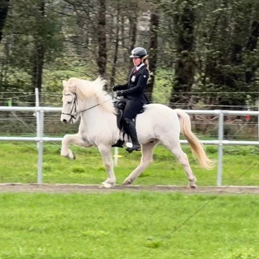 Strend Preis auf Anfrage sinaguenther-islandpferde