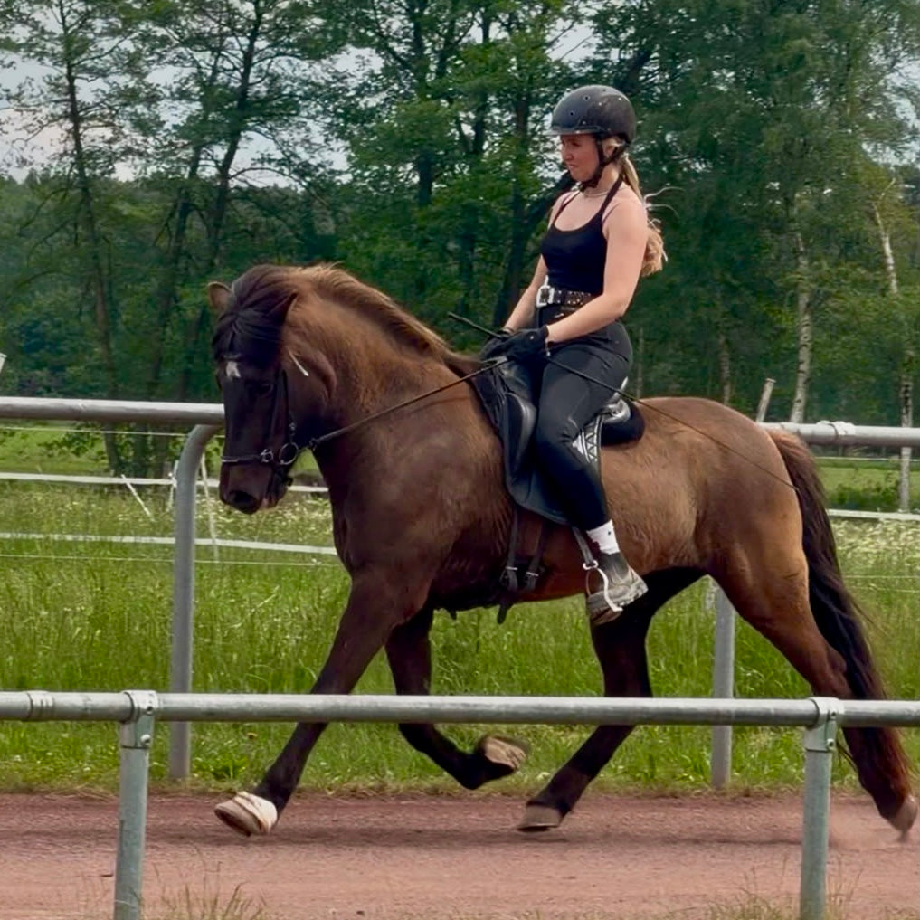 ⭐️ Talented Þráinn daughter ⭐️ sinaguenther-islandpferde