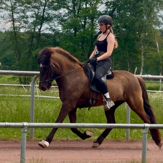 ⭐️ Talented Þráinn daughter ⭐️ sinaguenther-islandpferde