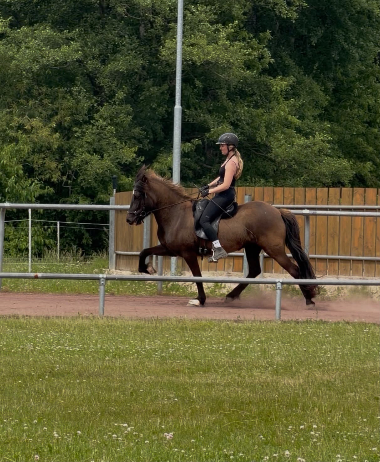⭐️ Talented Þráinn daughter ⭐️ sinaguenther-islandpferde