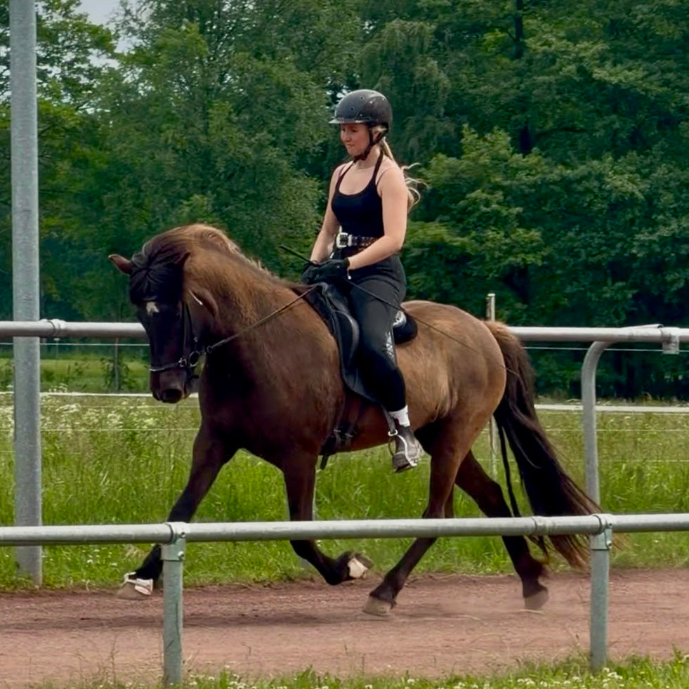 ⭐️ Talented Þráinn daughter ⭐️ sinaguenther-islandpferde