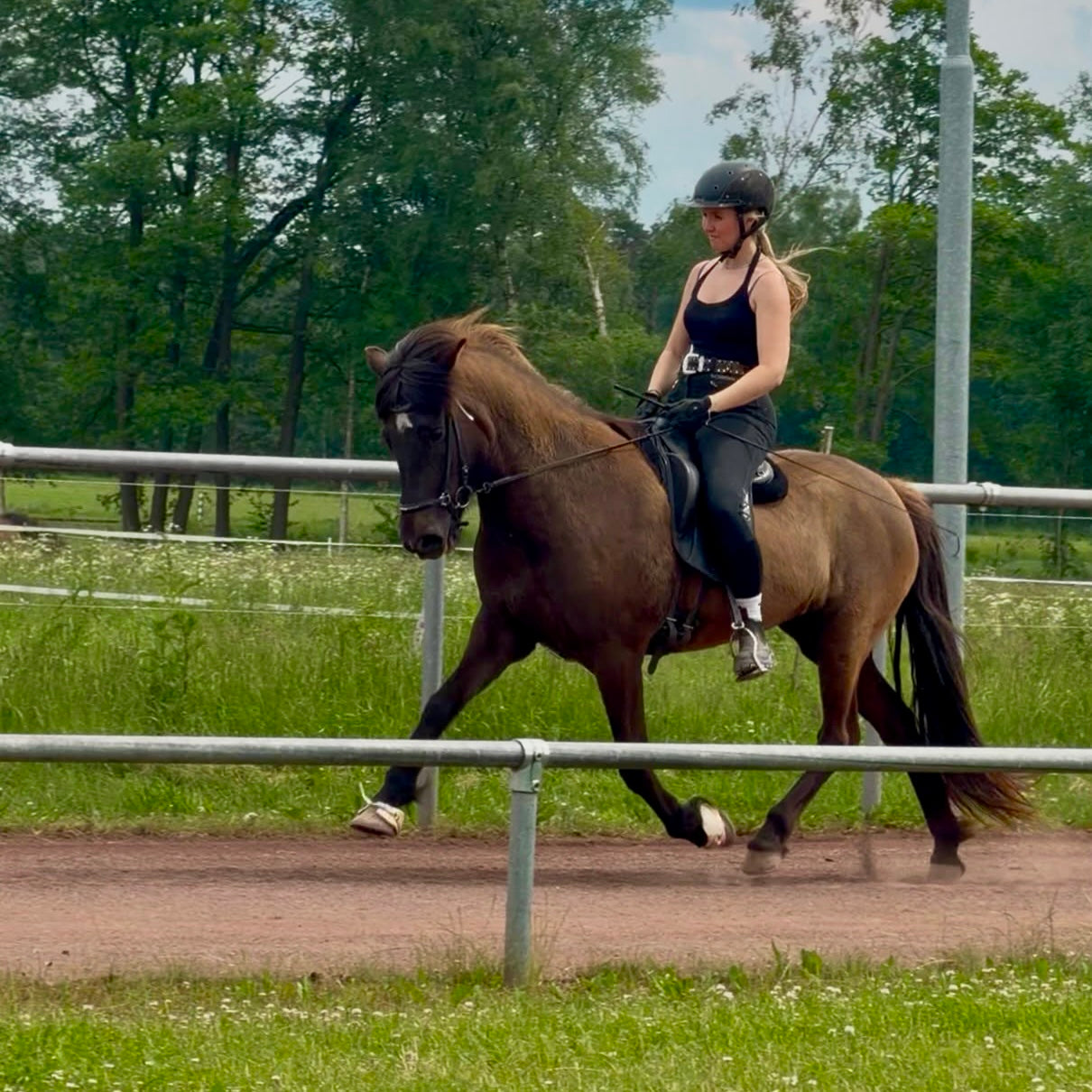 ⭐️ Talented Þráinn daughter ⭐️ sinaguenther-islandpferde