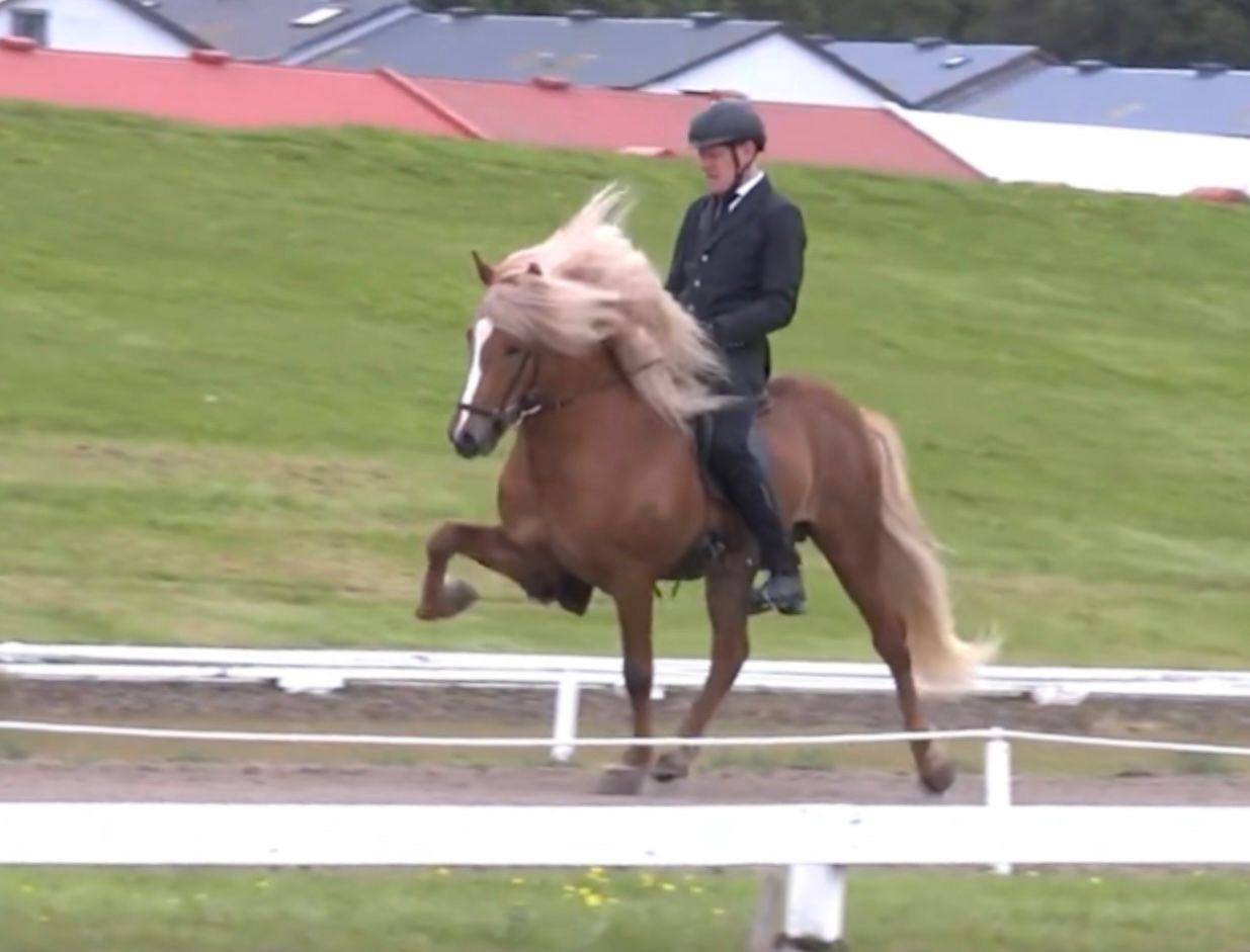 Top-Class FIZO STAR 🌟 Preis auf Anfrage sinaguenther-islandpferde