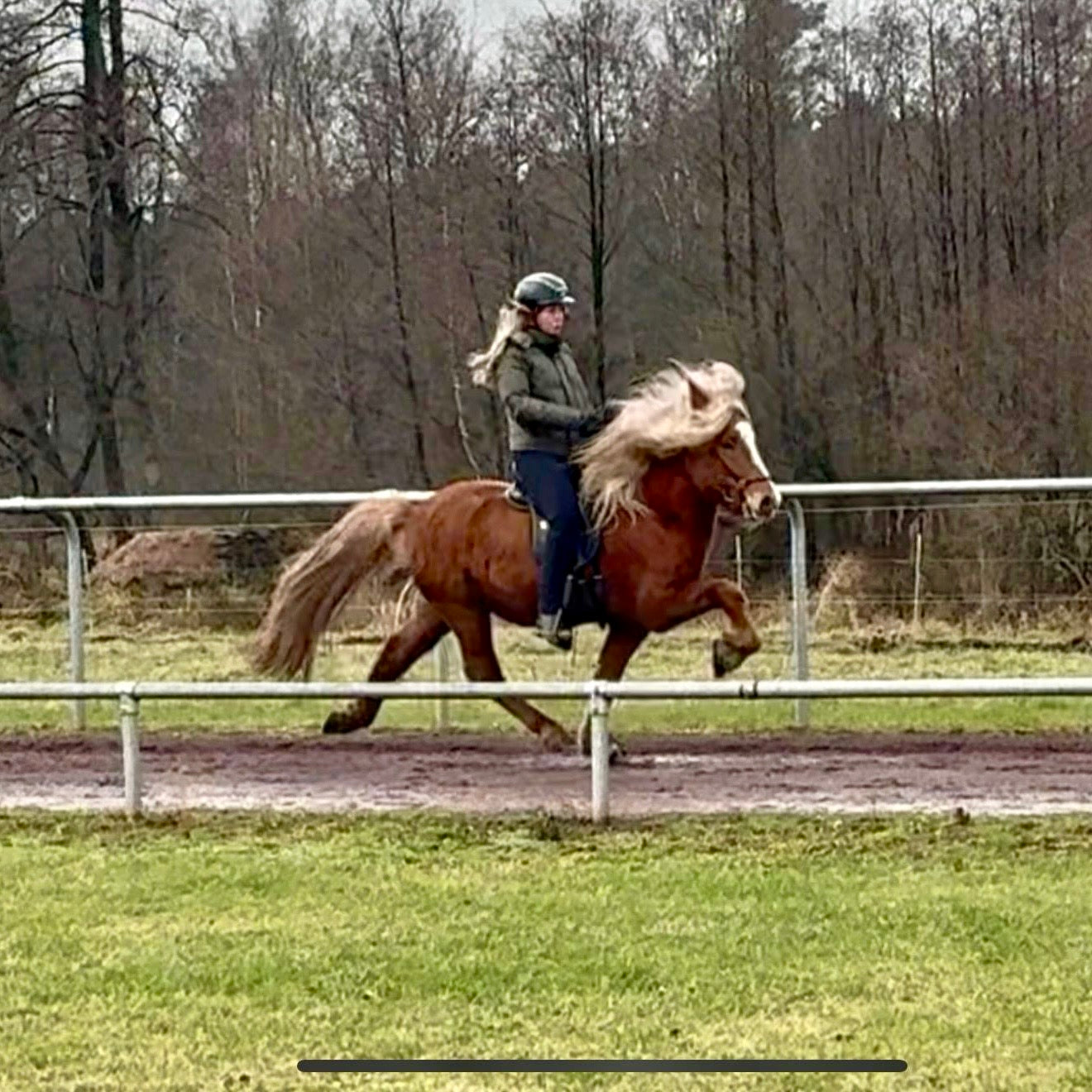 Top-Class FIZO STAR 🌟 Preis auf Anfrage sinaguenther-islandpferde