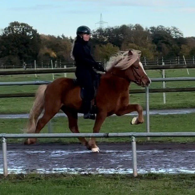 Top-Class FIZO STAR 🌟 Preis auf Anfrage sinaguenther-islandpferde