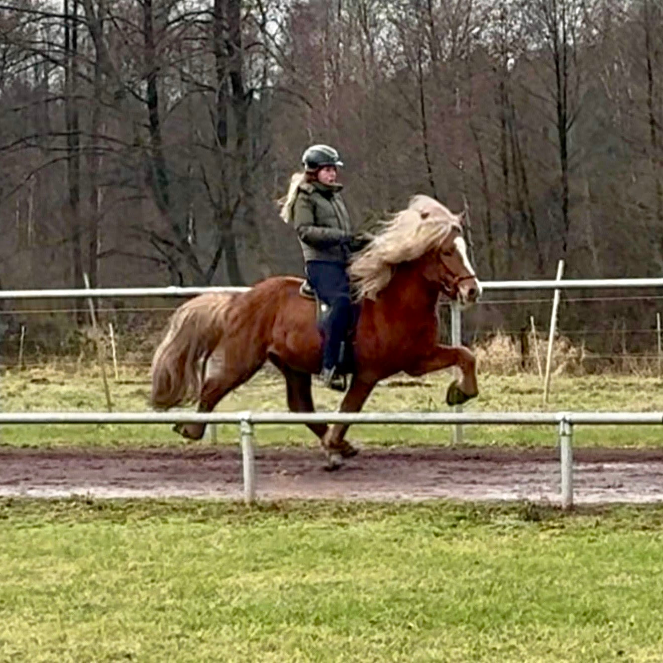 Top-Class FIZO STAR 🌟 Preis auf Anfrage sinaguenther-islandpferde