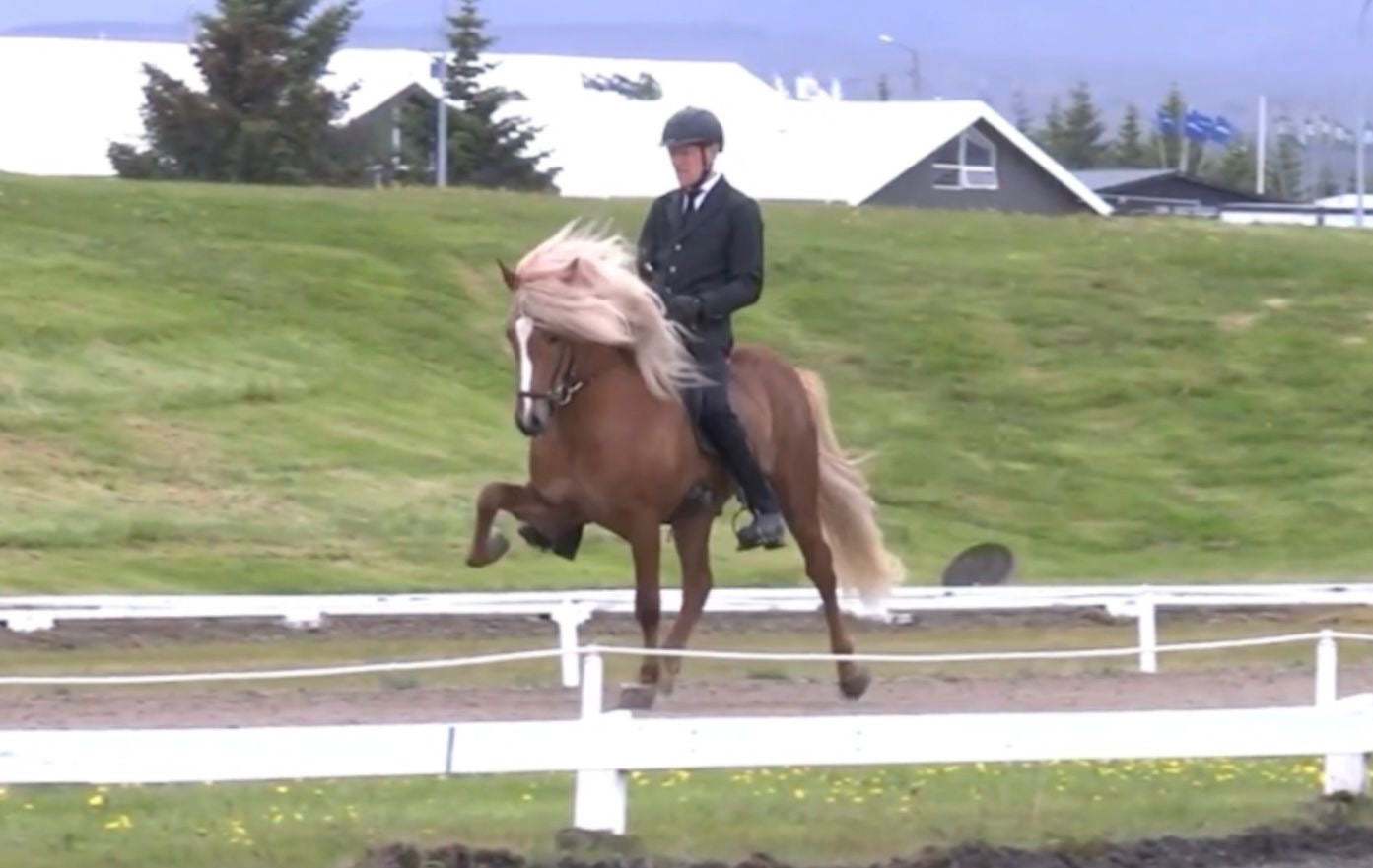 Top-Class FIZO STAR 🌟 Preis auf Anfrage sinaguenther-islandpferde