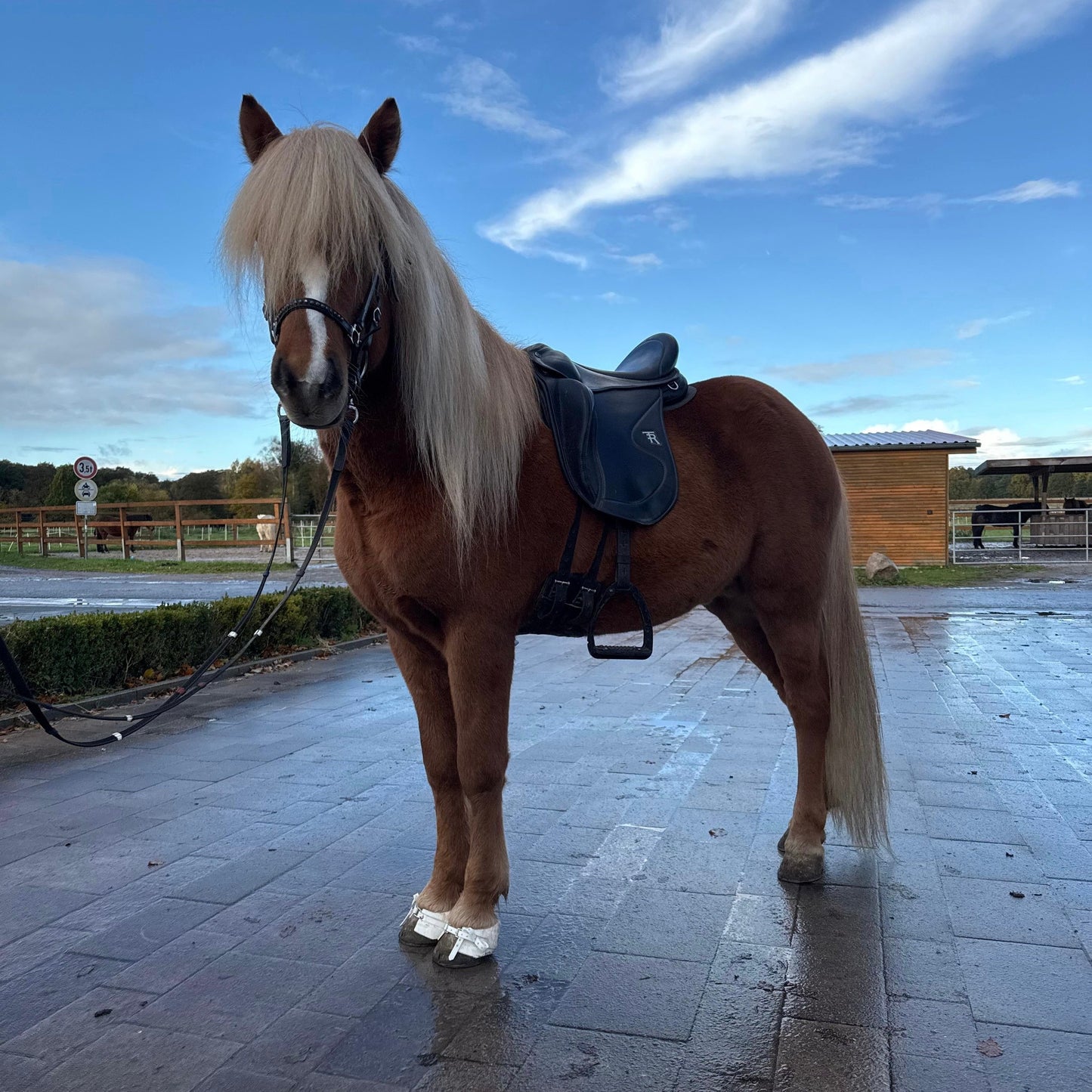 Top-Class FIZO STAR 🌟 Preis auf Anfrage sinaguenther-islandpferde