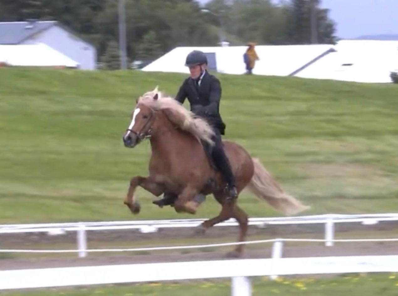 Top-Class FIZO STAR 🌟 Preis auf Anfrage sinaguenther-islandpferde