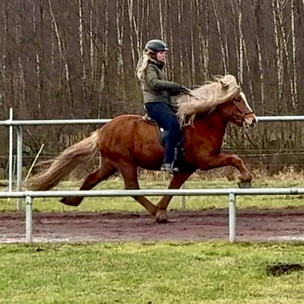 Top-Class FIZO STAR 🌟 Preis auf Anfrage sinaguenther-islandpferde