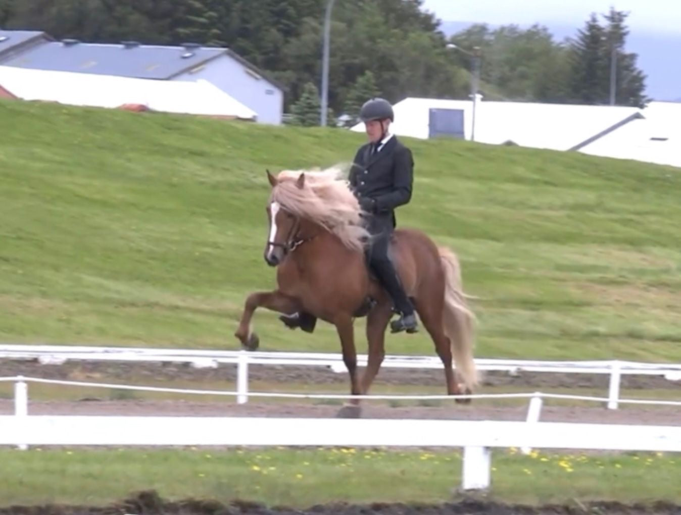 Top-Class FIZO STAR 🌟 Preis auf Anfrage sinaguenther-islandpferde