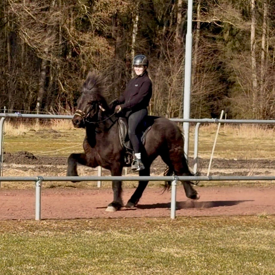 Vinur von der Igelsburg sinaguenther-islandpferde