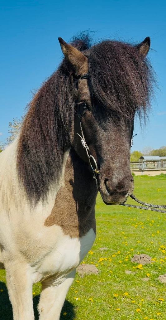 Young & talented X Factor Gelding sinaguenther-islandpferde