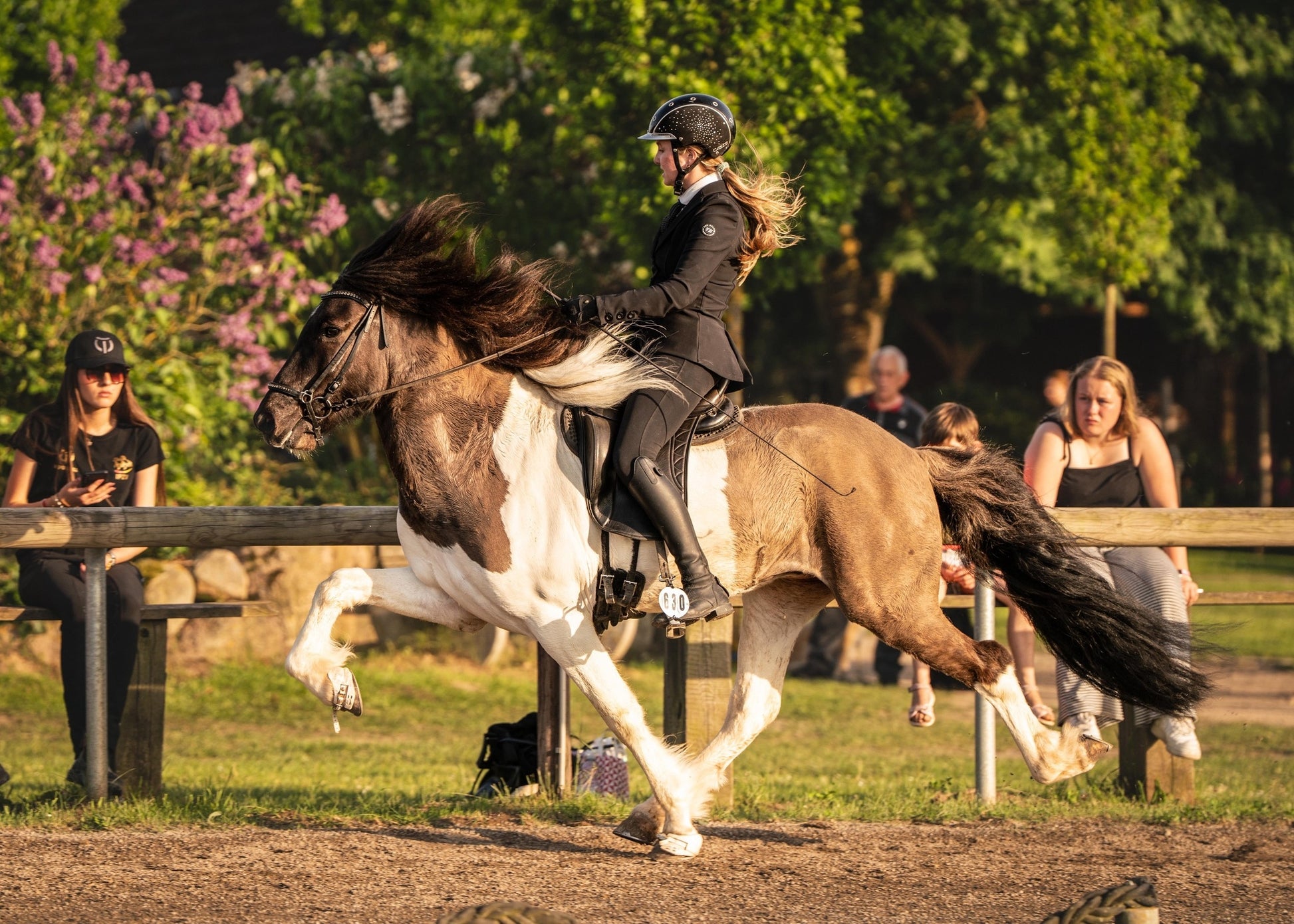 Young & talented X Factor Gelding sinaguenther-islandpferde