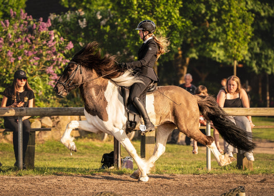 Young & talented X Factor Gelding sinaguenther-islandpferde