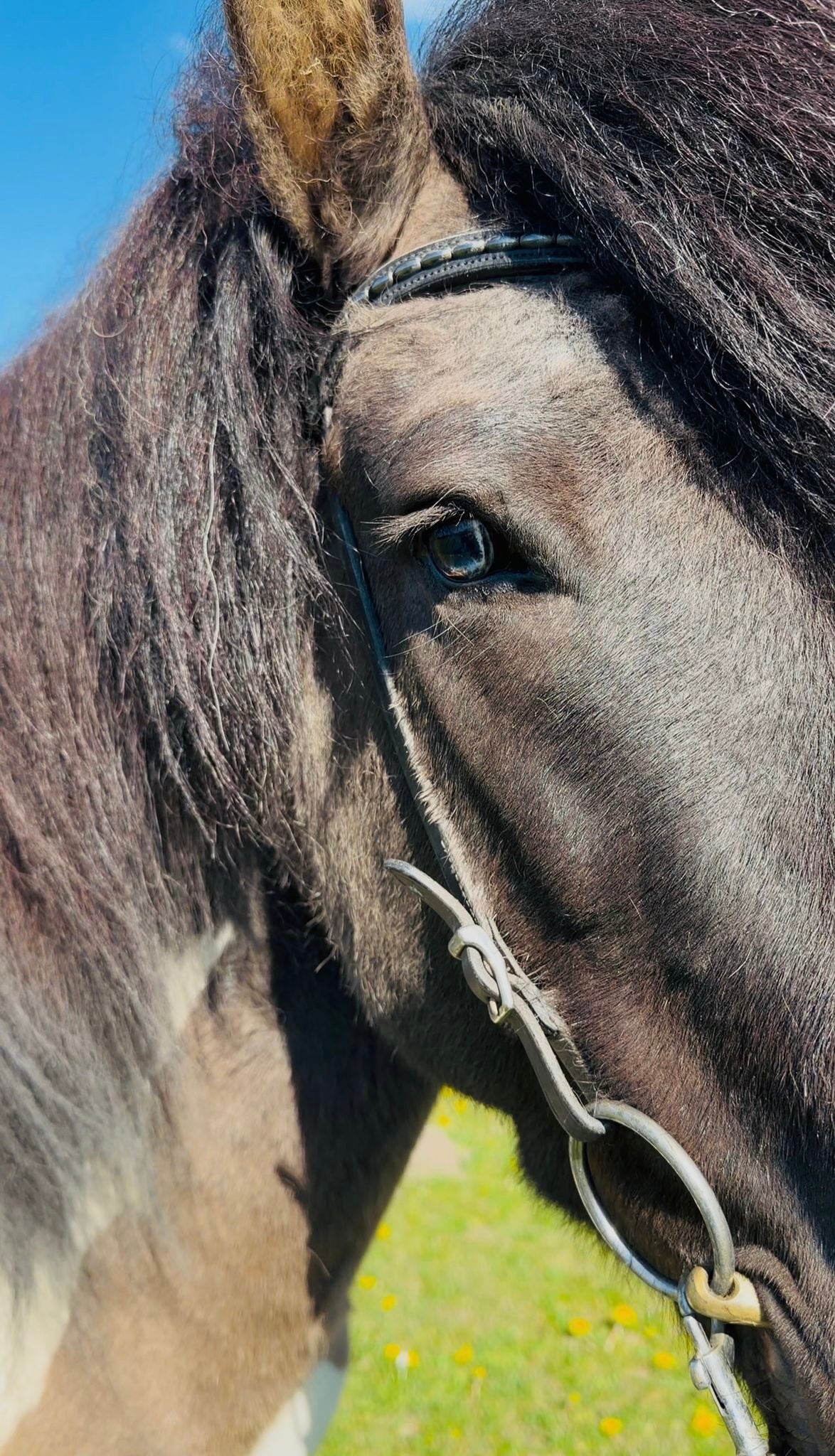 Young & talented X Factor Gelding sinaguenther-islandpferde