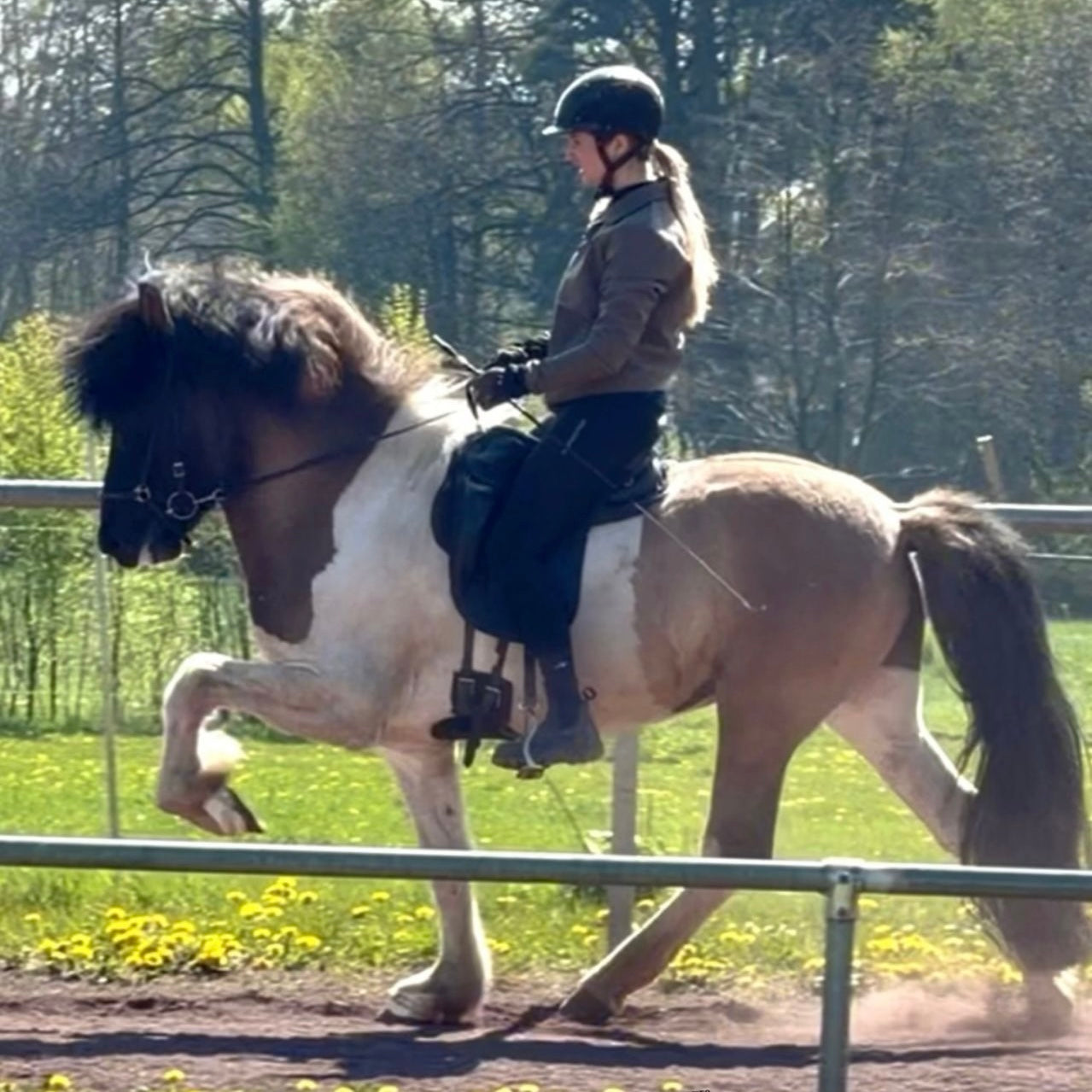 Young & talented X Factor Gelding sinaguenther-islandpferde